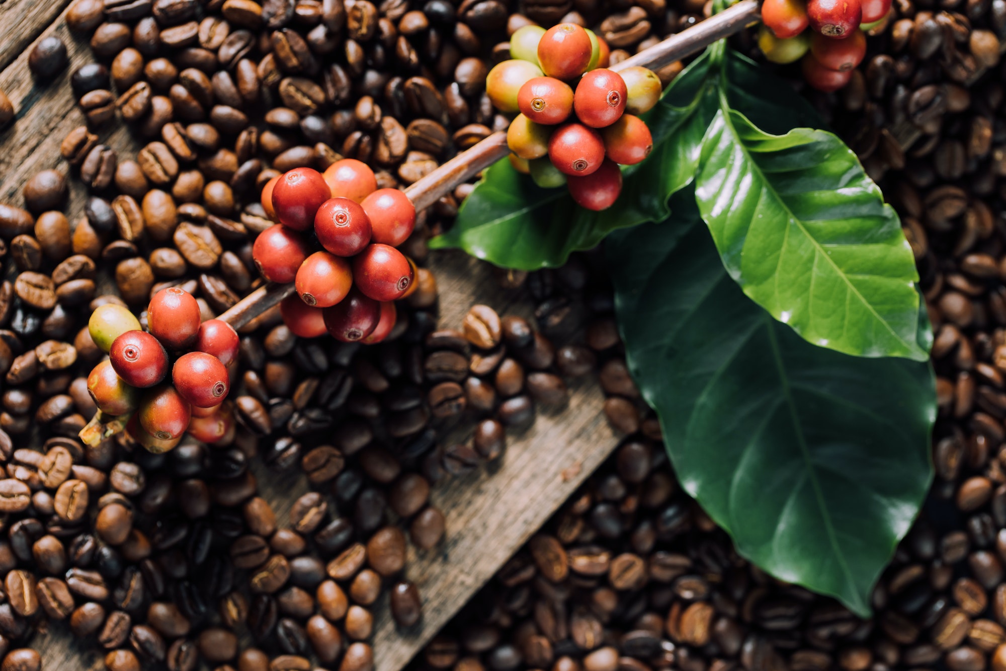 Coffee beans on coffee green leaves on wooden background, Fresh coffee beans on wooden background