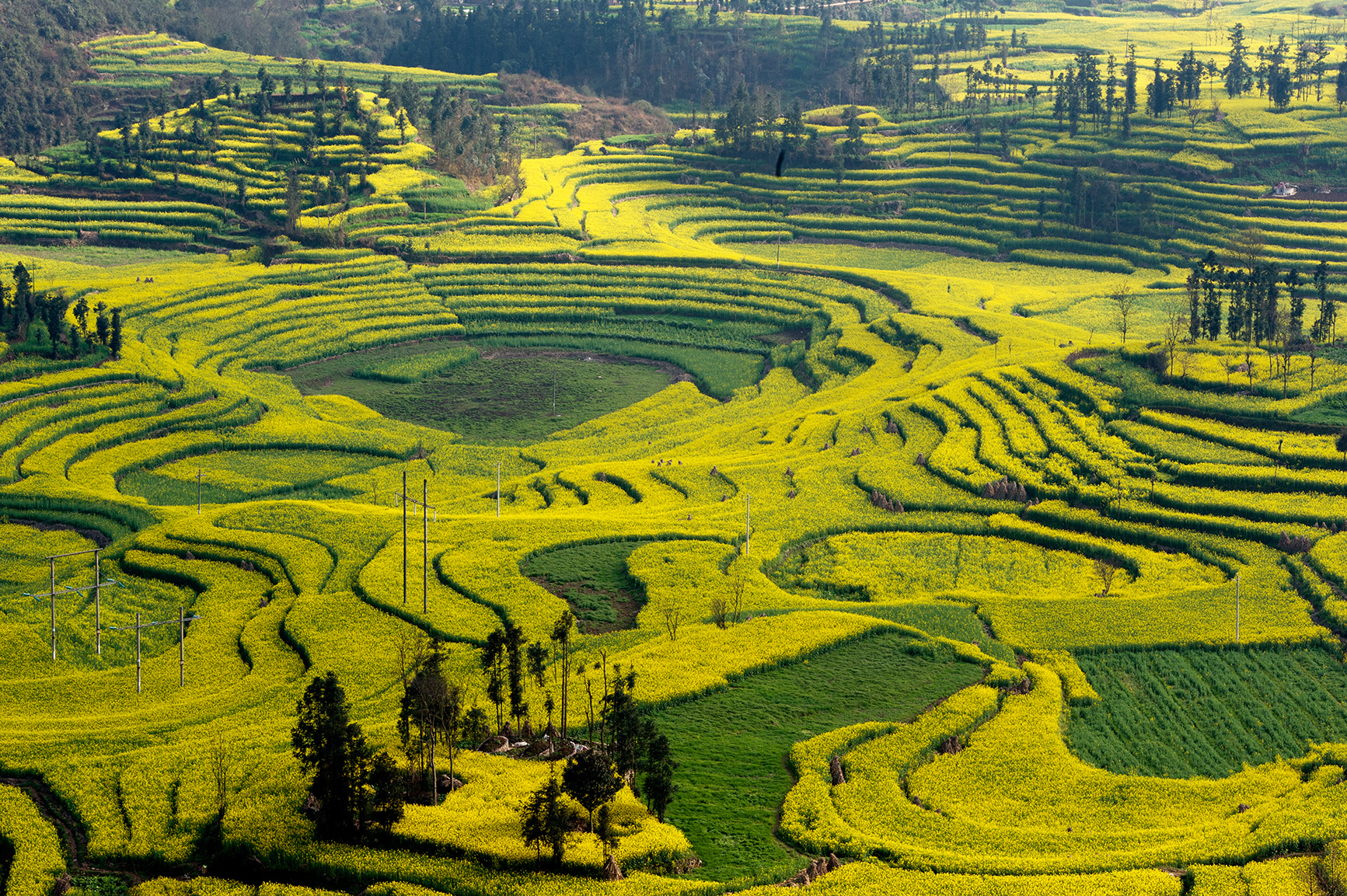 Eventos de Café de Yunnan