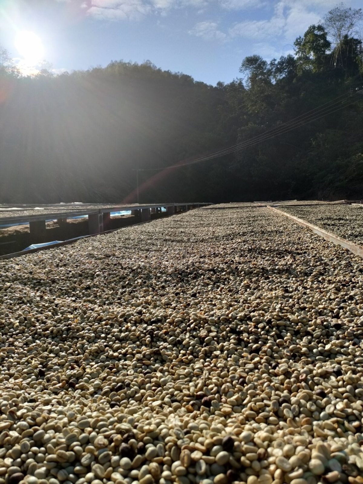café arábico 100% arábica