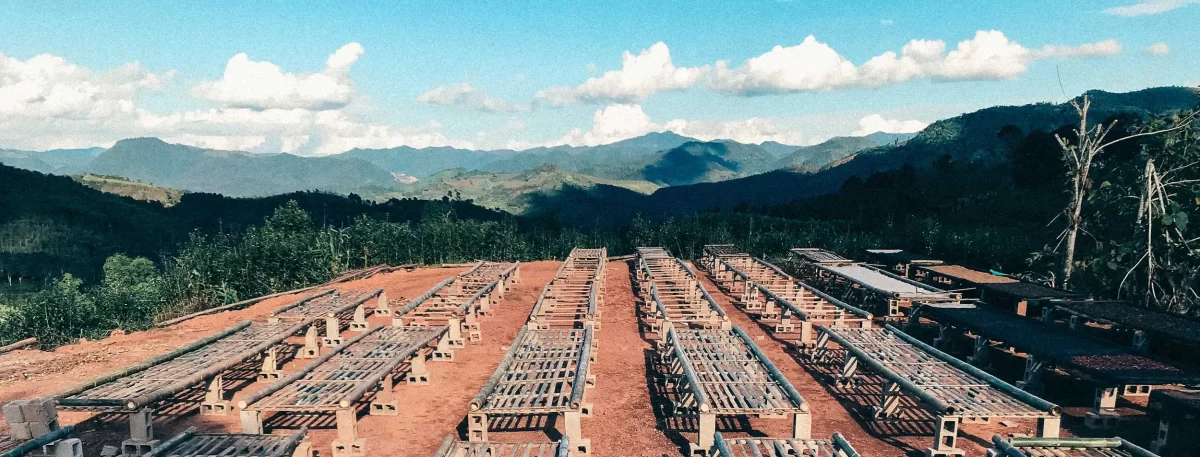 café de especialidad de Yunnan es ideal para los amantes del café gourmet