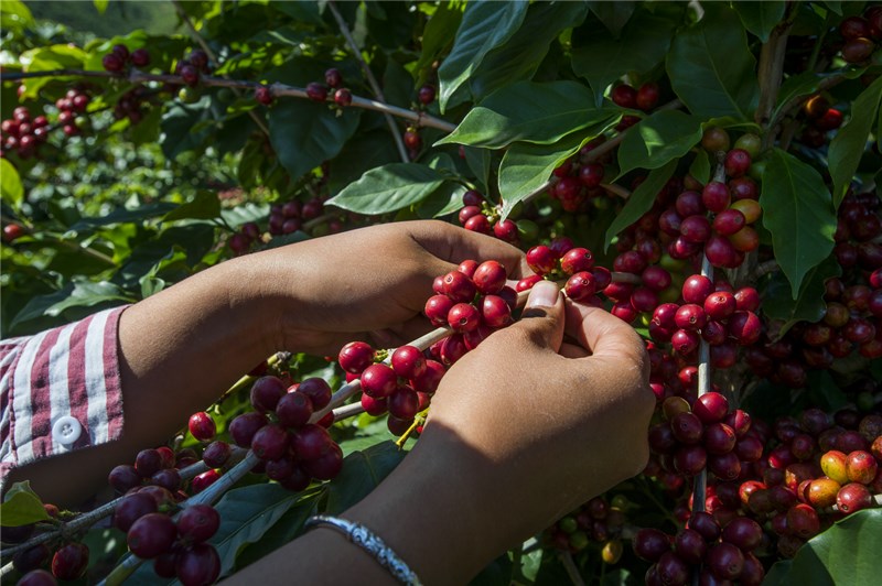 calidad en el proceso de producción del Café de Yunnan